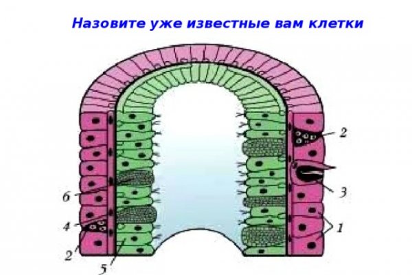 Kraken russia