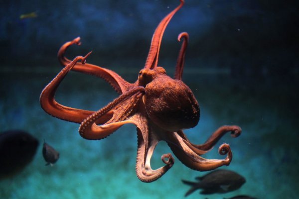 Kit kraken официальный сайт